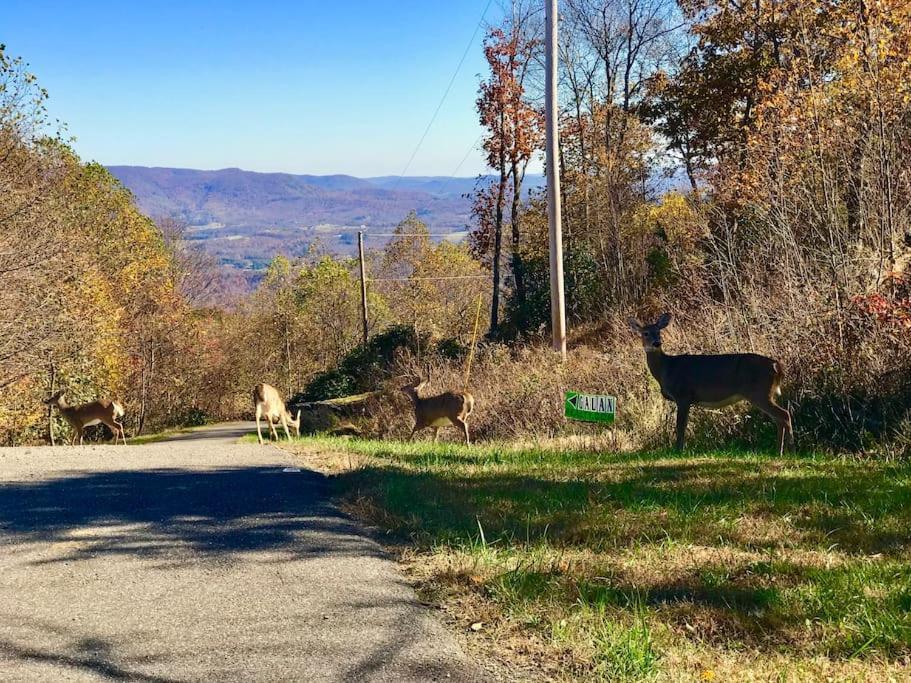 Blue Ridge Parkway Panoramic Paradise-60 Mile View Fancy Gap Eksteriør bilde